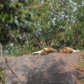  The Serengeti, TZ